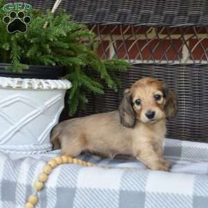 Sundae, Dachshund Puppy